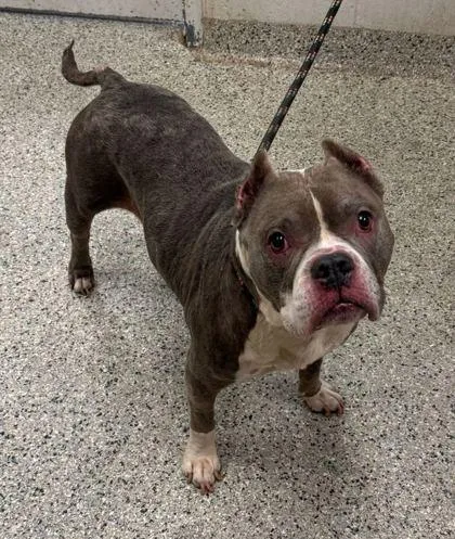 An adult large-sized female Gray / Blue / Silver Pit Bull Terrier dog named Royal for adoption in Kansas City, MO