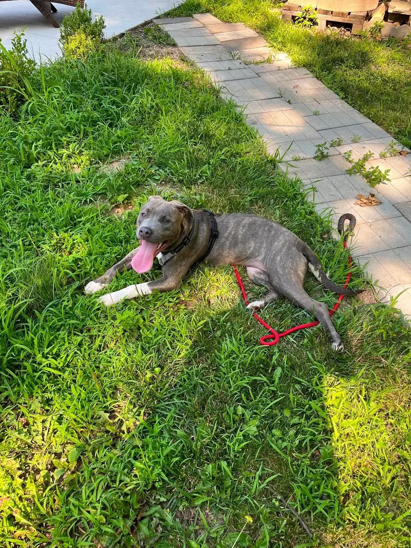 A young large-sized female Pit Bull Terrier dog named Romy for adoption in Waterloo, IA