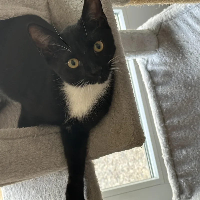 Jelly Bean And Gum thumbnail 2