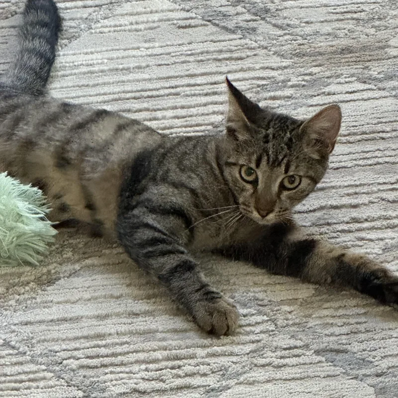 Jelly Bean And Gum thumbnail 3