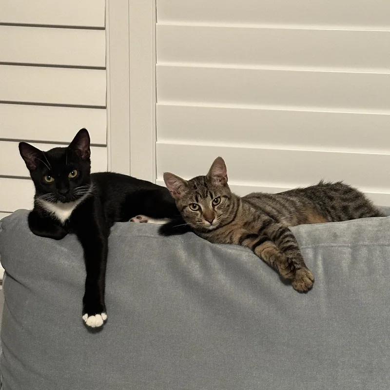 Jelly Bean And Gum thumbnail 4