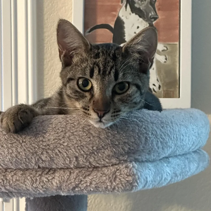 Jelly Bean And Gum thumbnail 5