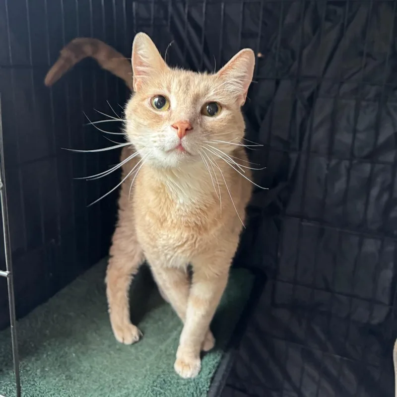 An adult large-sized male Orange / Red Domestic Short Hair cat named Sir Tator Tot for adoption in Fredericksburg, TX