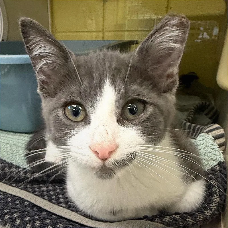 A baby small-sized male Domestic Short Hair cat named Lollipop for adoption in West Olive, MI