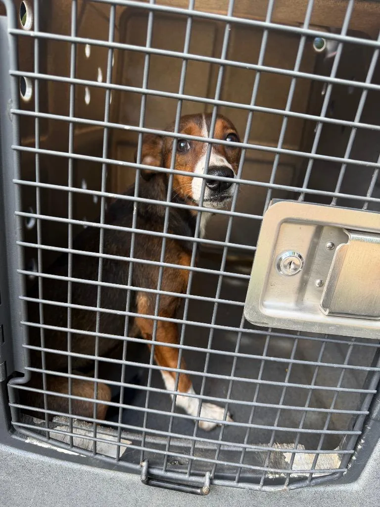 A baby large-sized female Hound dog named Serenity for adoption in Nacogdoches, TX