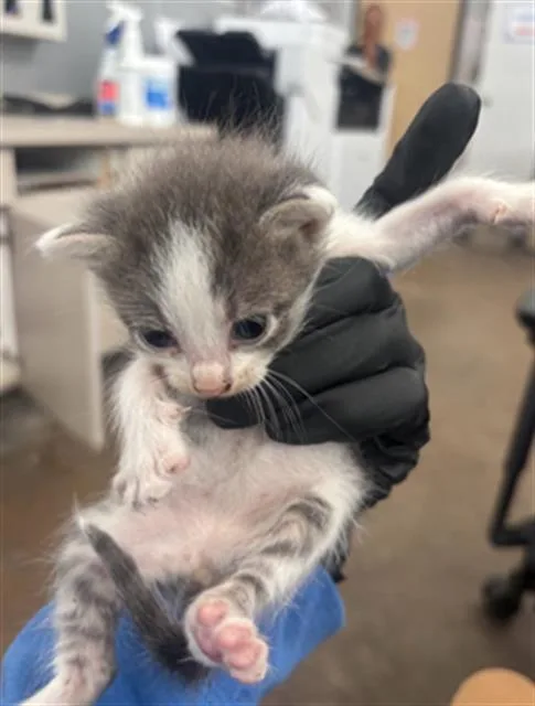 A baby medium-sized female Domestic Short Hair cat named June for adoption in Dallas, TX