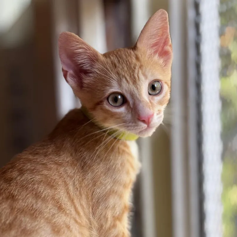 A baby small-sized male Orange / Red Domestic Short Hair cat named Gavi for adoption in Tustin, CA
