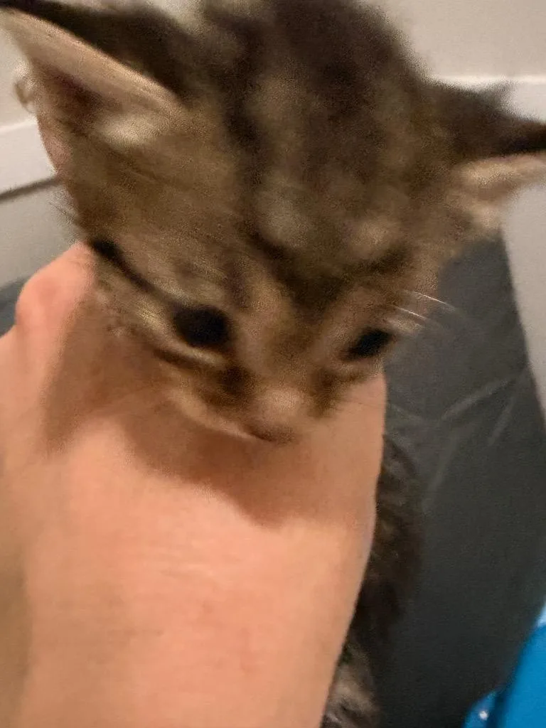 A baby small-sized female Domestic Short Hair cat named Microwave Sally for adoption in Newnan, GA