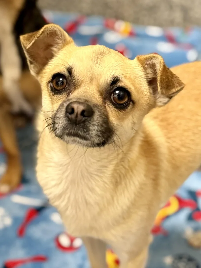 A young small-sized male Apricot / Beige Chihuahua dog named Michael for adoption in Los Alamitos, CA