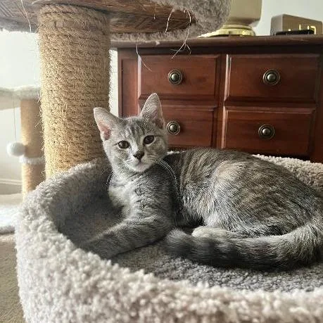 A baby small-sized female Torbie Domestic Short Hair cat named Ash for adoption in Baltimore, MD