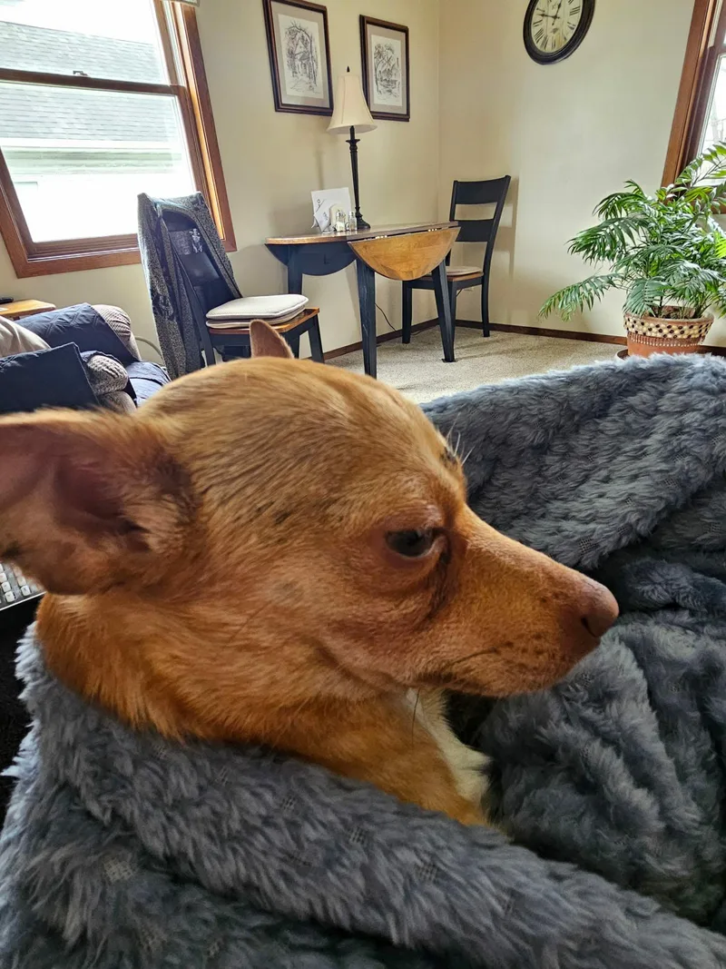 An adult small-sized male Chihuahua dog named Max for adoption in De Pere, WI