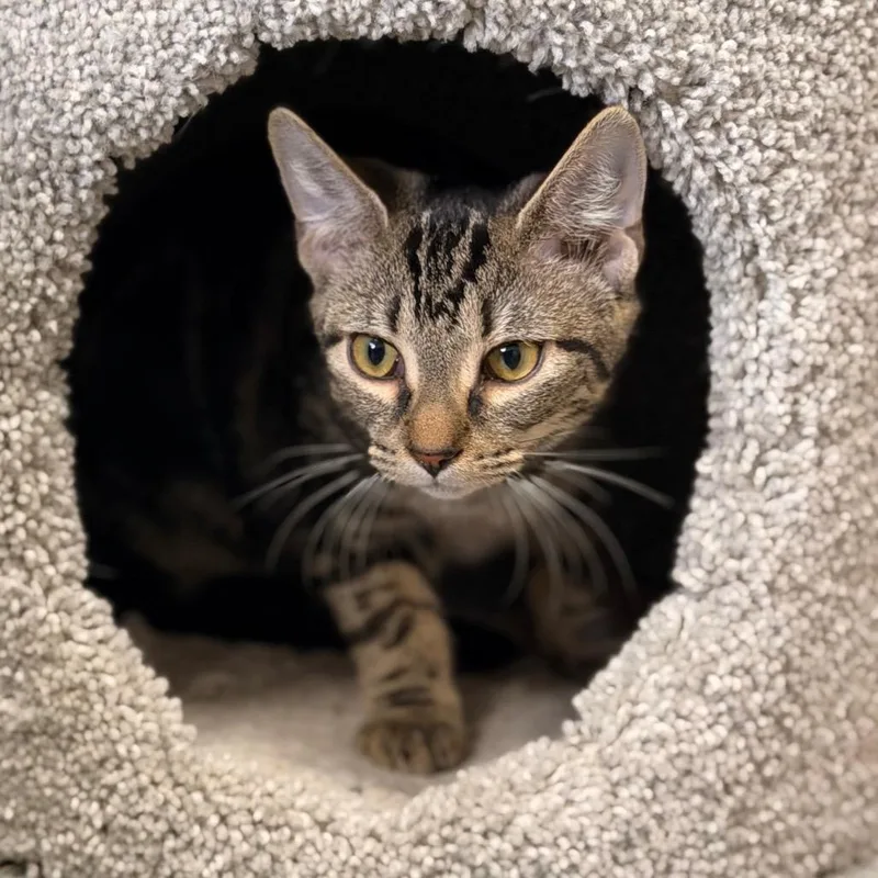 A young medium-sized female Domestic Short Hair cat named Ally for adoption in Gainesville, FL