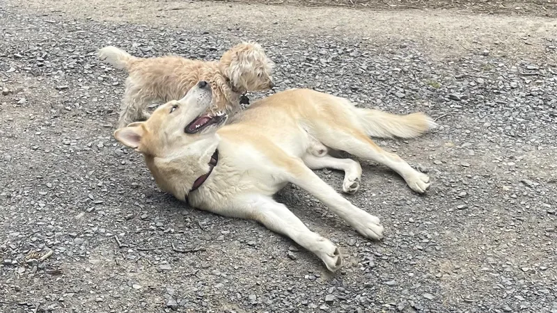 Buddy