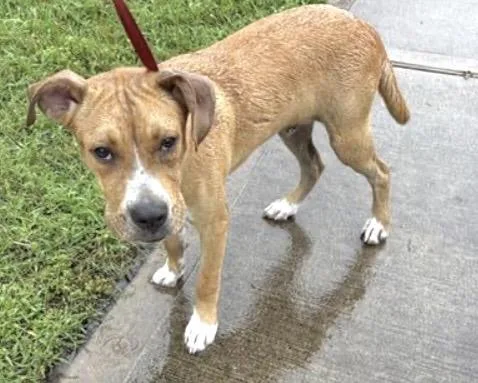 A young medium-sized male Boxer dog named A for adoption in Houston, TX