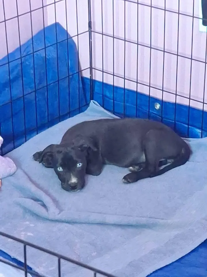 A baby medium-sized female Labrador Retriever dog named Bella for adoption in Berlin, NJ