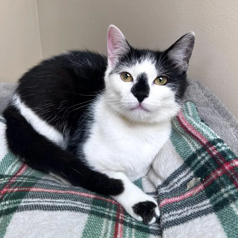 A young small-sized female Domestic Short Hair cat named Janell for adoption in Arlington Heights, IL