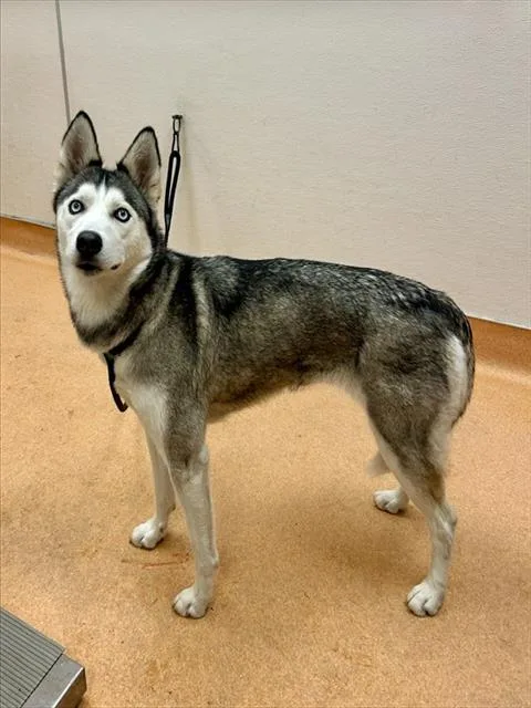 A young medium-sized female Siberian Husky dog named Sky for adoption in Martinez, CA
