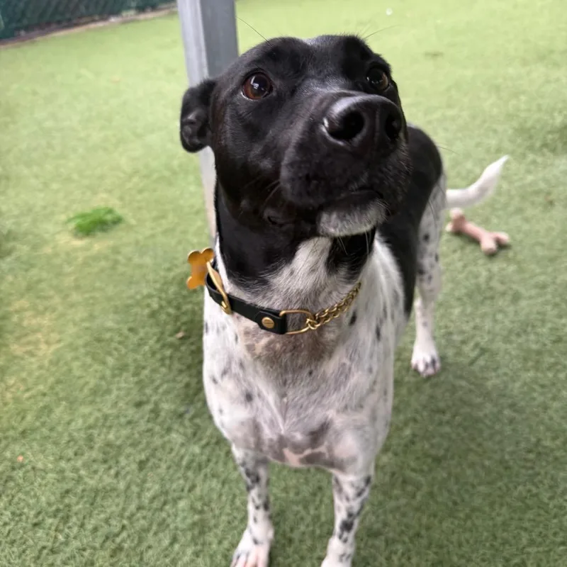 An adult medium-sized female Gray / Blue / Silver Pointer dog named Mimi for adoption in Buellton, CA
