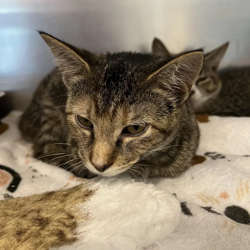 A baby medium-sized female Brown / Chocolate Domestic Short Hair cat named Daffodil for adoption in Matteson, IL