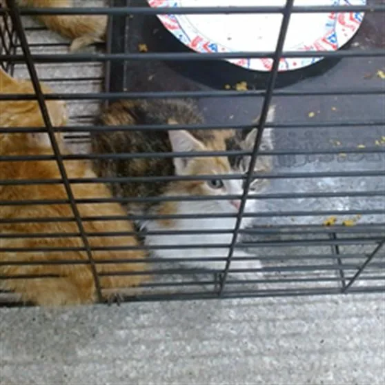 A baby small-sized female Domestic Short Hair cat named Kylo Ren for adoption in Louisville, KY