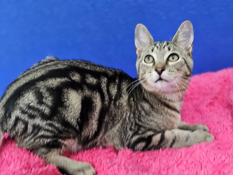 A baby medium-sized male Domestic Short Hair cat named Riley for adoption in Dunkirk, NY