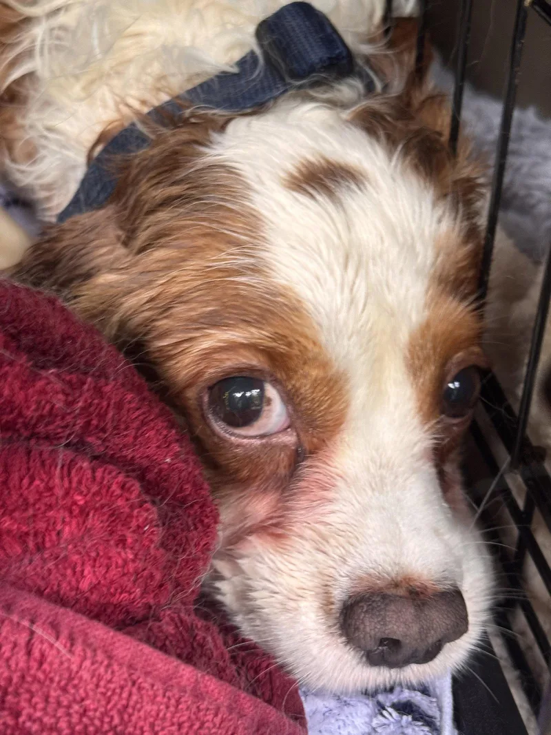 An adult medium-sized male Cavalier King Charles Spaniel dog named Milos for adoption in Pottstown, PA