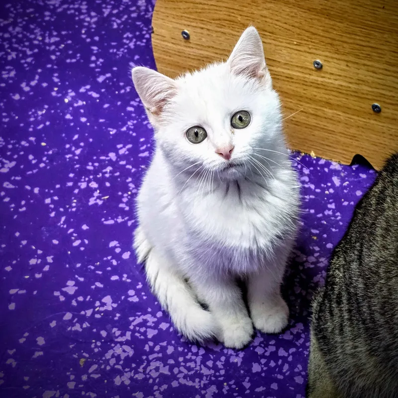 Athena