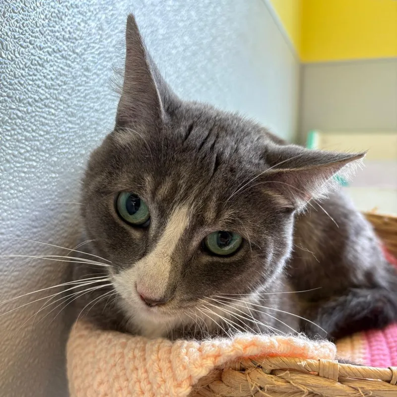 An adult large-sized male Gray / Blue / Silver American Shorthair cat named Smokestack for adoption in West Des Moines, IA