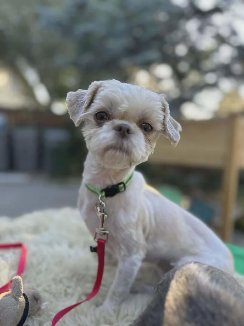 A young small-sized female Shih Tzu dog named Gem for adoption in Boise, ID