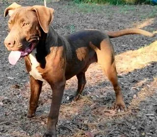 Wish Bone thumbnail 4