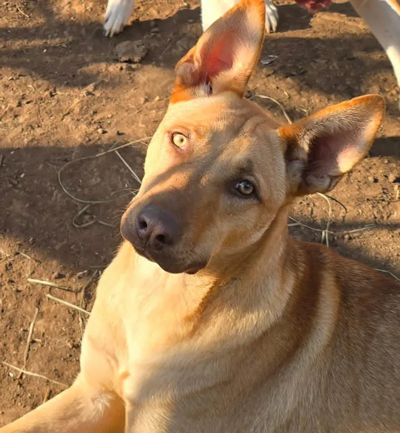 A young medium-sized male Carolina Dog dog named Nachito for adoption in Visalia, CA