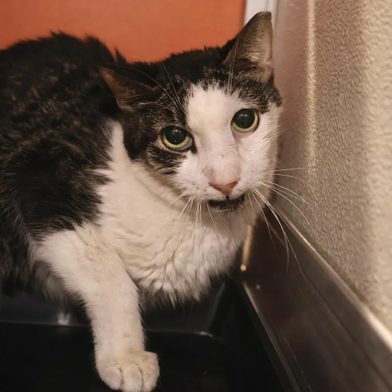 A senior medium-sized male Gray / Blue / Silver Domestic Short Hair cat named Grampy for adoption in Briarcliff Manor, NY