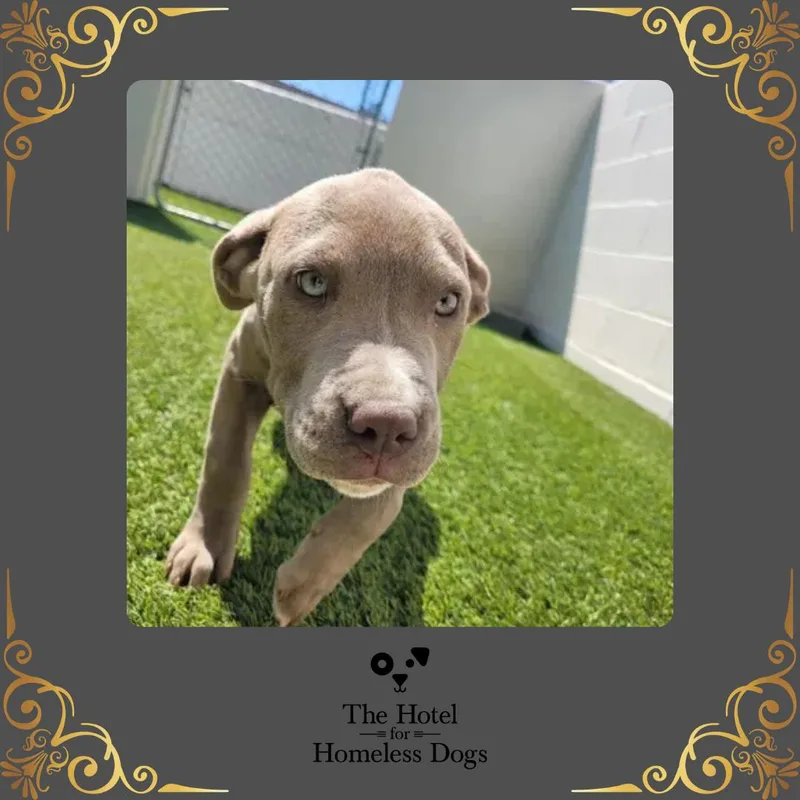 A baby medium-sized male Brindle Shepherd dog named Jazz for adoption in Cumberland, RI