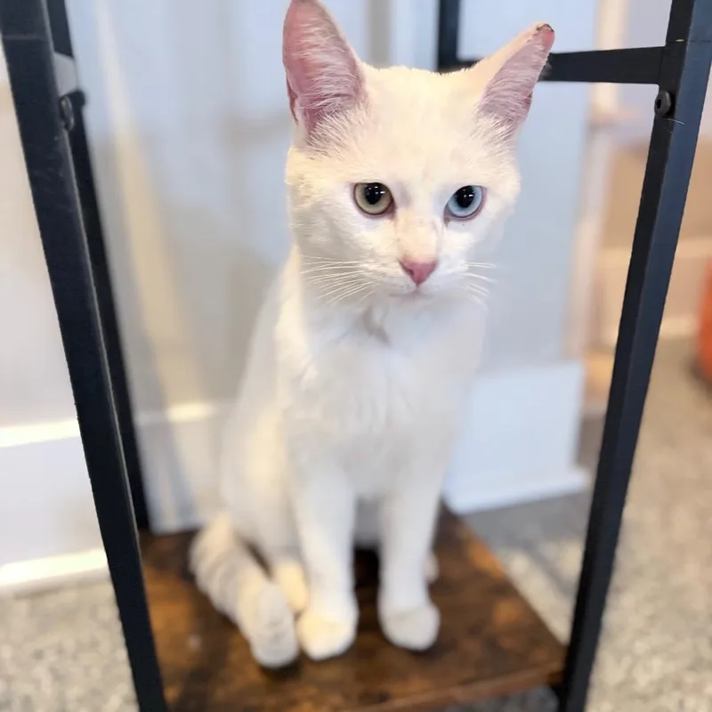 An adult medium-sized male White Domestic Short Hair cat named Cedar for adoption in Nashville, TN