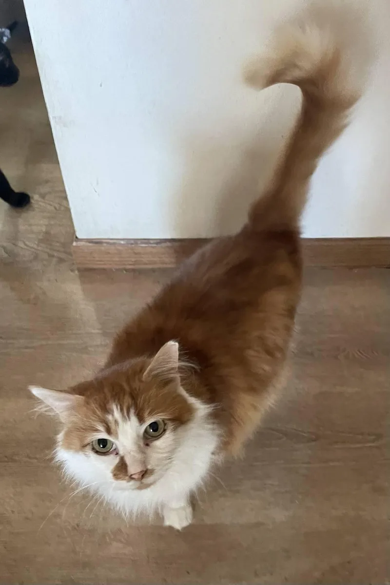 An adult large-sized female Orange & White Domestic Long Hair cat named Lucy for adoption in Menasha, WI