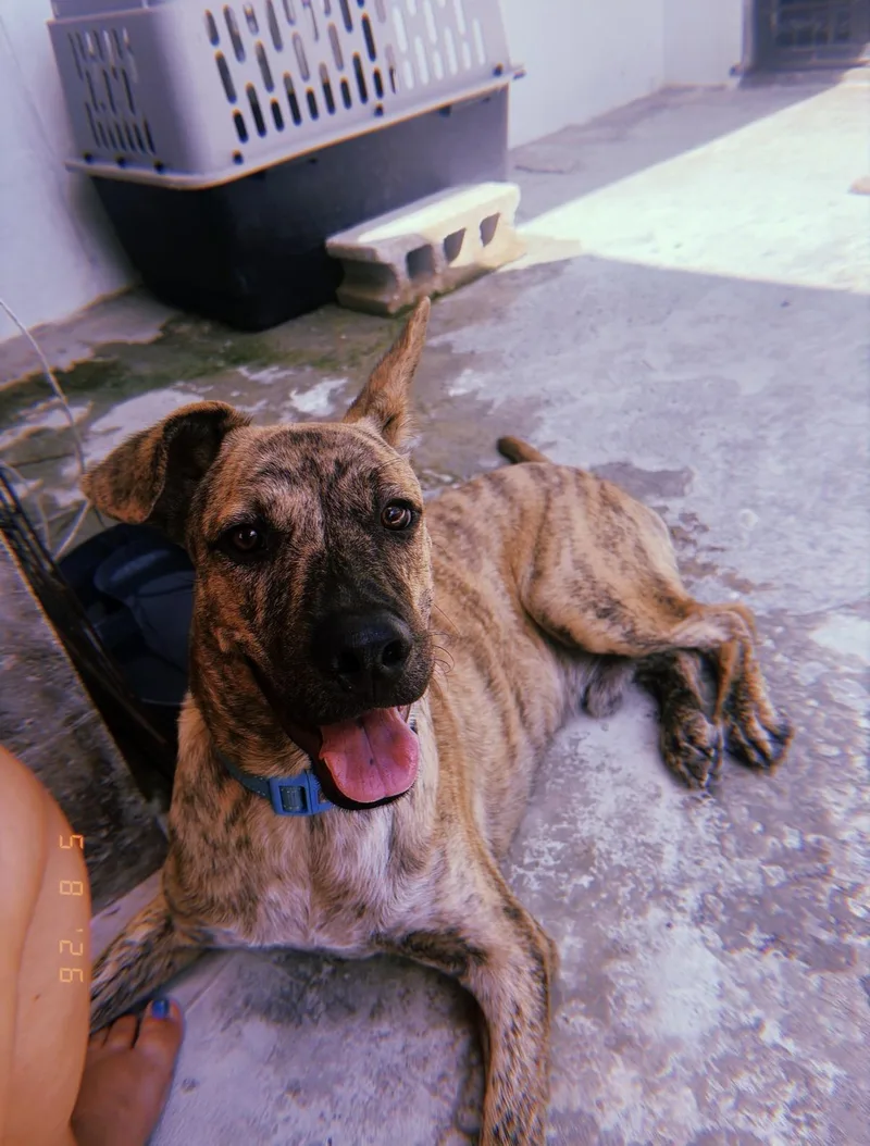 Tyson