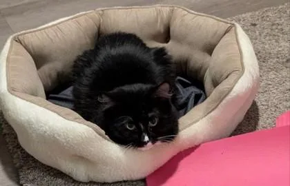An adult small-sized male Black Domestic Short Hair cat named Binxx for adoption in Atlanta, GA