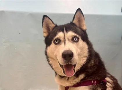 An adult large-sized male Siberian Husky dog named Darko for adoption in Coon Rapids, MN