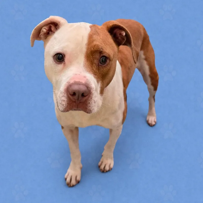 An adult medium-sized female Brown / Chocolate Mixed Breed dog named Hazel for adoption in Memphis, TN