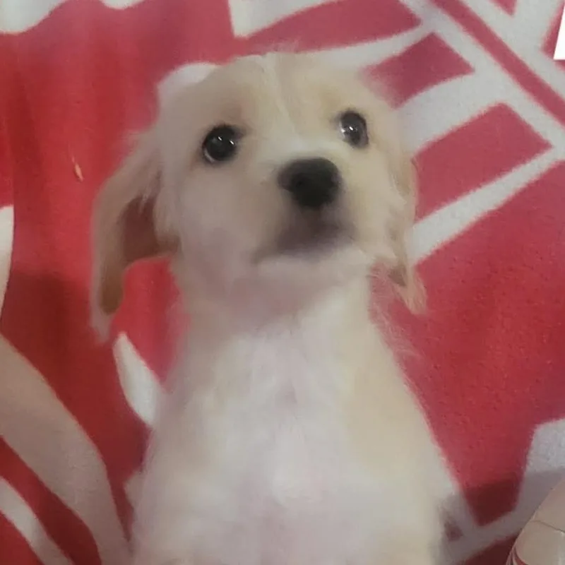 A baby small-sized male Yellow / Tan / Blond / Fawn Chihuahua dog named Scotty for adoption in Loves Park, IL