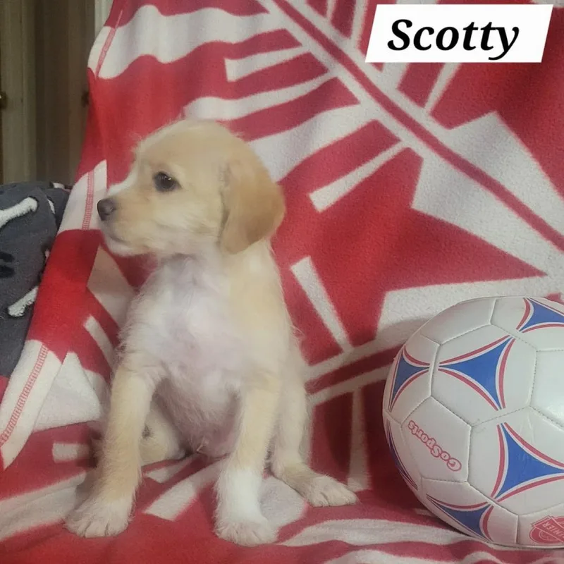 Scotty thumbnail 3