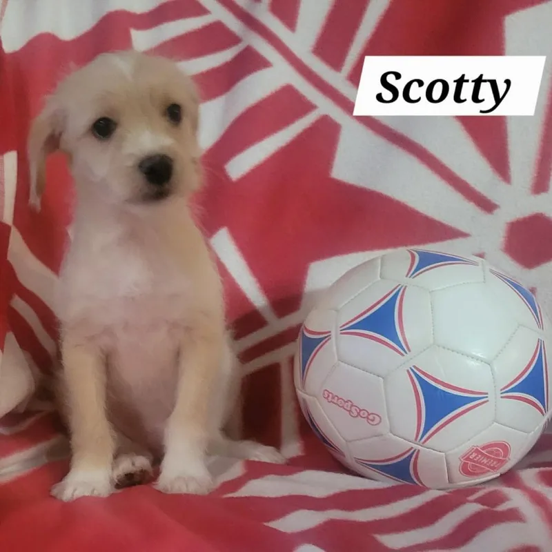 Scotty thumbnail 4