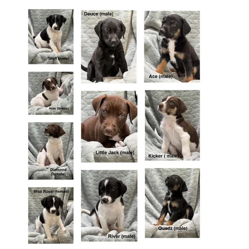 A baby small-sized male German Shorthaired Pointer dog named Ducky for adoption in Parker, CO