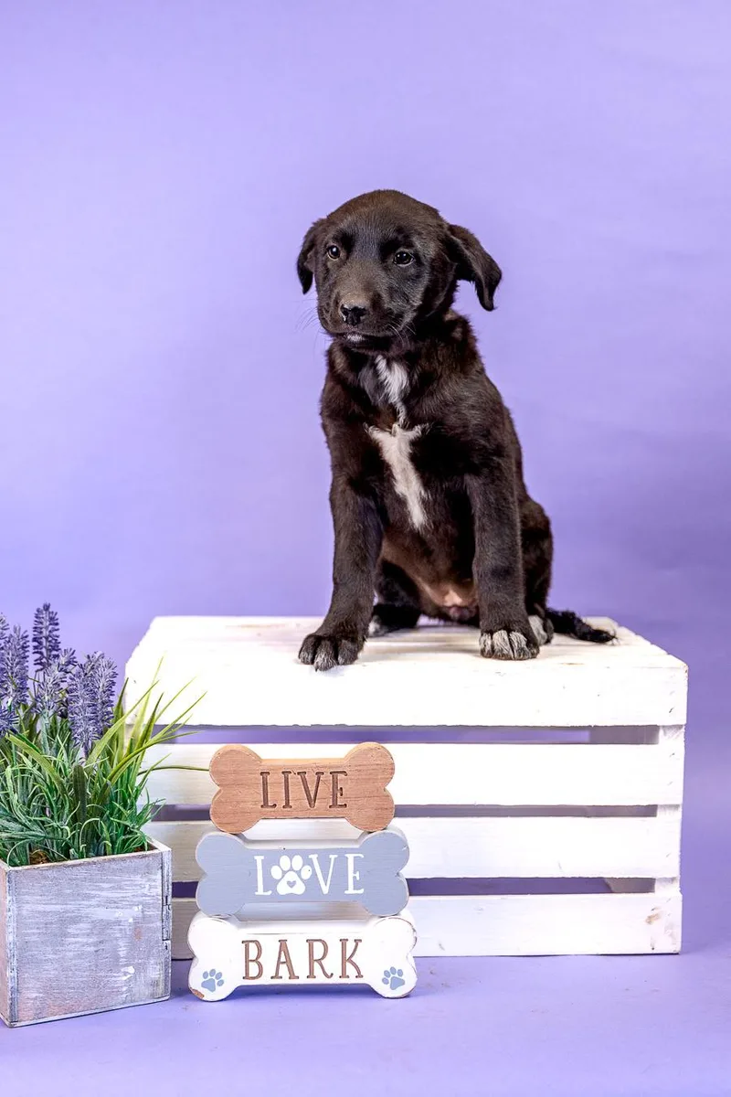 A baby medium-sized female Labrador Retriever dog named 407-26 for adoption in Brighton, CO