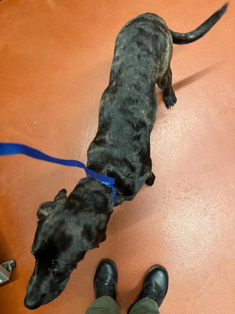 A young medium-sized male Mixed Breed dog named Jaxx for adoption in Douglasville, GA