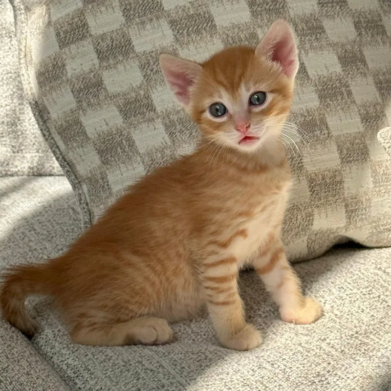 A baby medium-sized male Tabby (Orange / Red) Domestic Short Hair cat named Sebastian for adoption in Colonia, NJ