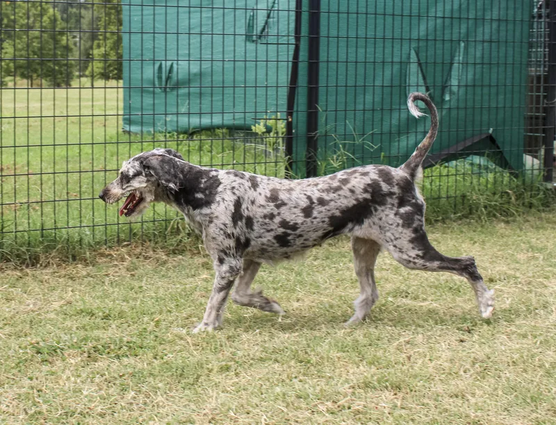 A senior medium-sized female Merle (Blue) Aussiedoodle dog named Ruby Blue for adoption in Neosho, MO