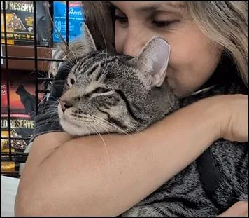 An adult large-sized male Tabby (Brown / Chocolate) Tabby cat named Jebediah for adoption in Monrovia, CA