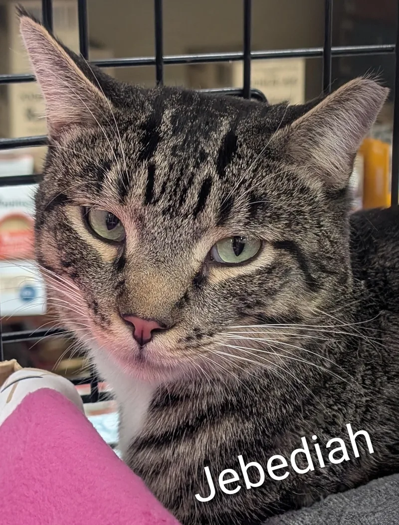 Jebediah thumbnail 3