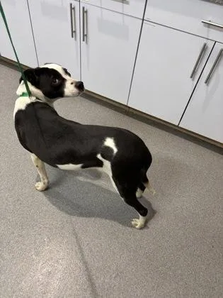 An adult medium-sized female Mixed Breed dog named Bowen for adoption in West Chester, PA